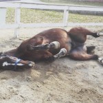 乗馬クラブでファーストレッスンを行いました（大阪府交野市/A様）