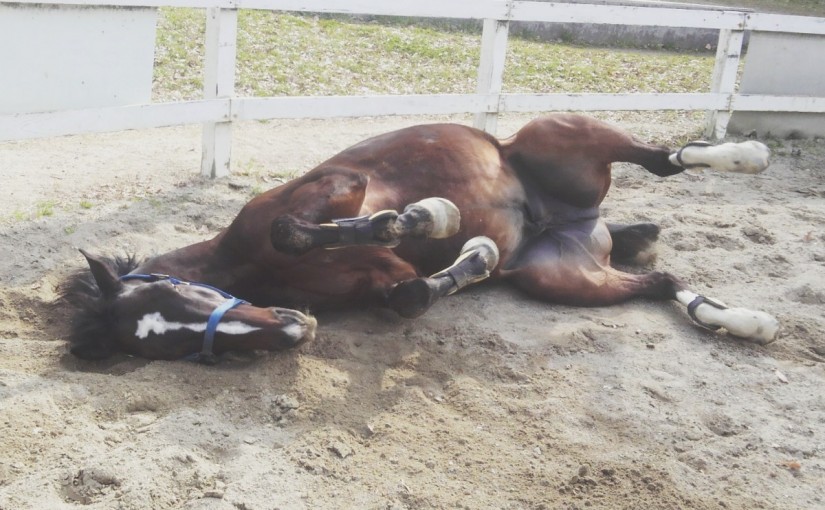 乗馬クラブでファーストレッスンを行いました（大阪府交野市/A様）