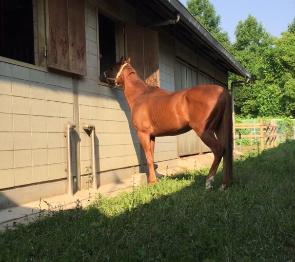 乗馬クラブで朝のお散歩（守口市/鶴見緑地乗馬苑）