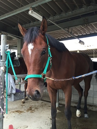 馬運動を行いました。