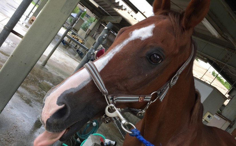 エンジョイ8回コースのレッスンを行いました(大阪府大阪市/S様)