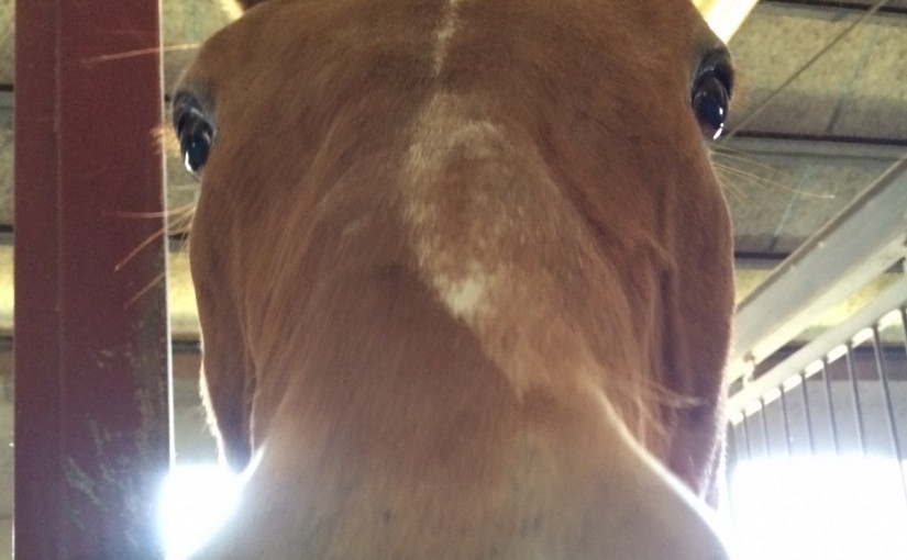 ビジターレッスンを行いました(京都府城陽市/S様)