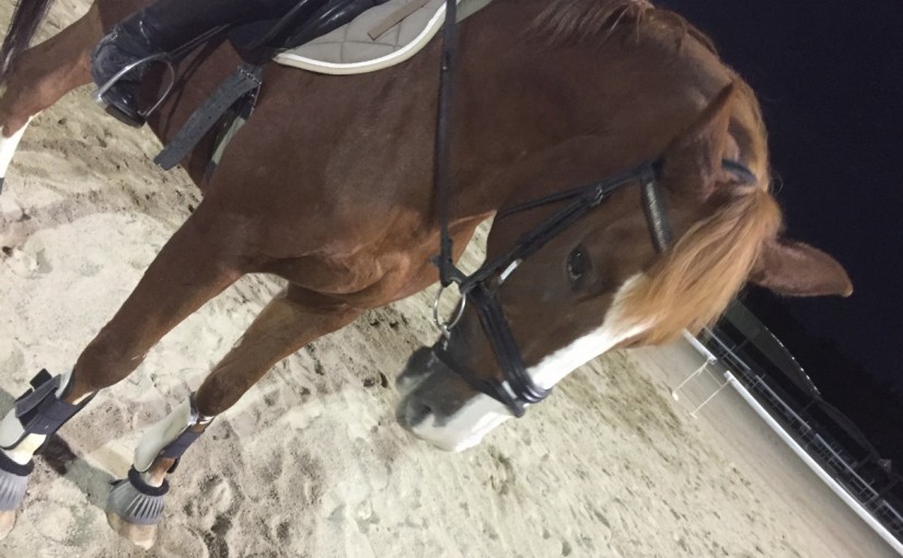 馬術の講習会を受けさせて頂きました