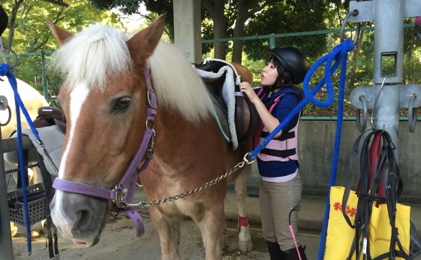 初級ドレッサージュのレッスンをしました。(奈良県奈良市/O様)