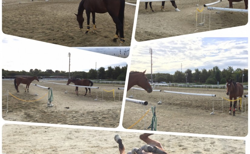 馬達を放牧しました♫