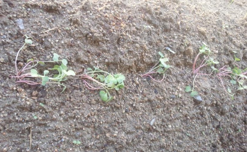 ミドルAのレッスンを行いました（大阪府/N様）