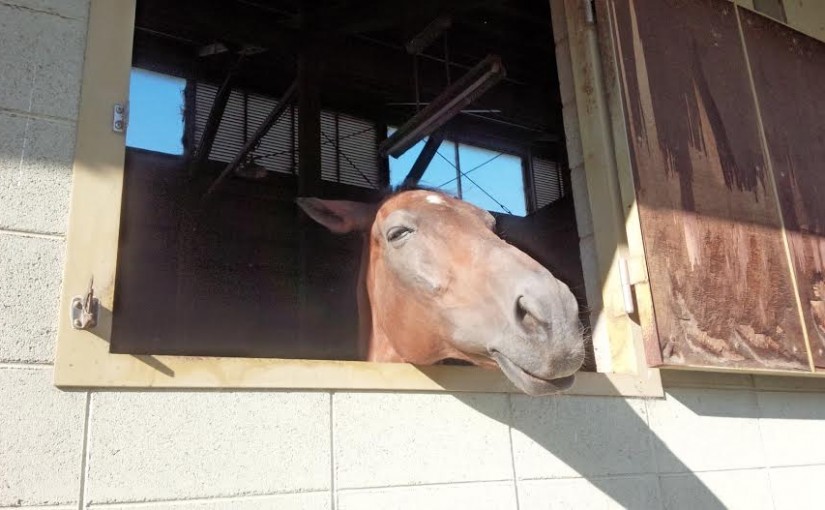 ノービスクラスのレッスンを行いました（大阪市/K様）