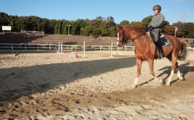 中級ドレッサージュのレッスン行いました(大阪府大阪市/N様)