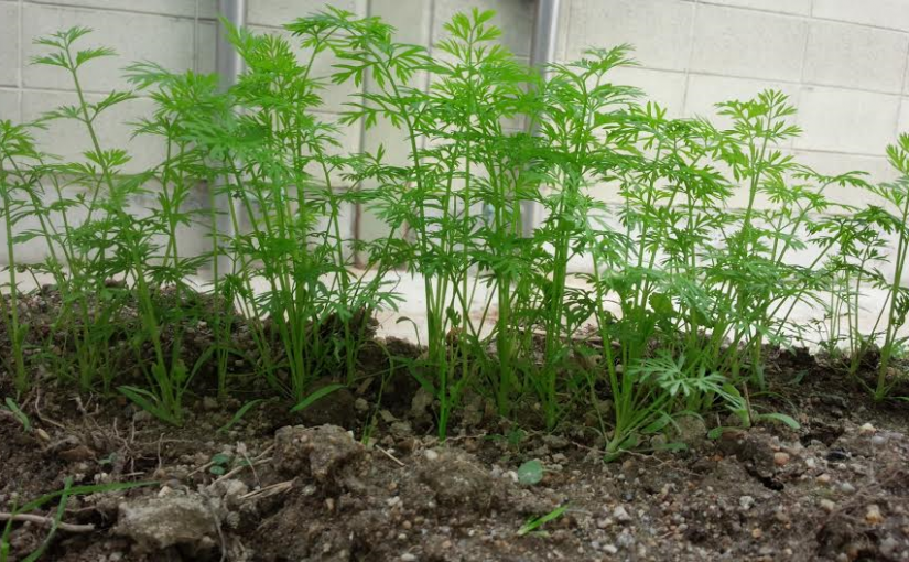 経路練習のレッスンを行いました（大阪府大阪市/N様）