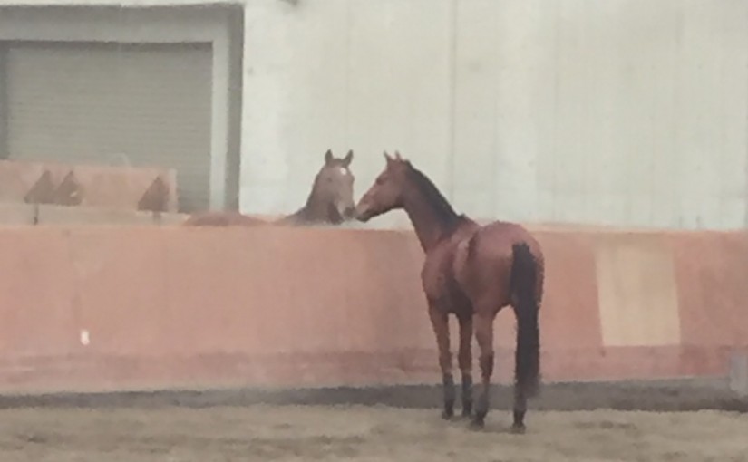 オーナー様のレッスンを行いました(大阪府大阪市/H様)