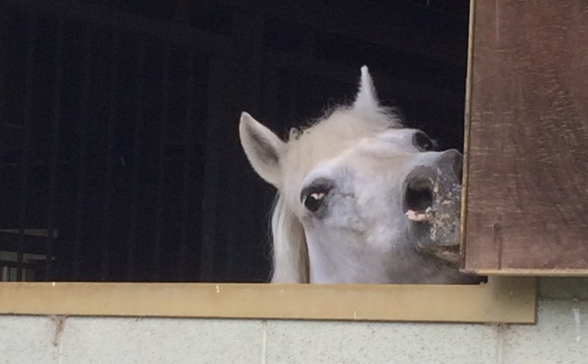 エンジョイコースを行いました(大阪府東大阪市/O様)
