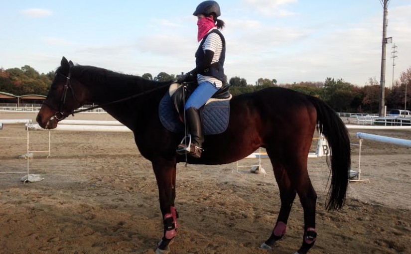 初級ドレッサージュレッスンを行いました（大阪府大阪市/T様）