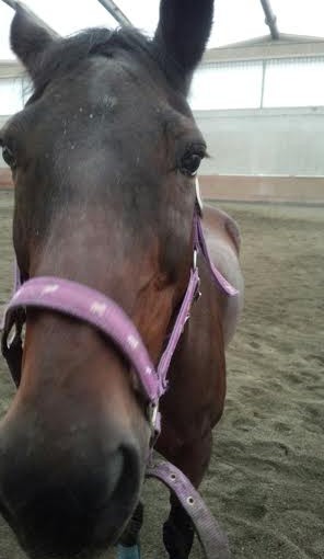 中級ドレッサージュレッスンを行いました（大阪府大阪市/N様）