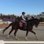 競技会の為の馬匹輸送と馴致トレーニングを行いました(大阪府和泉市)