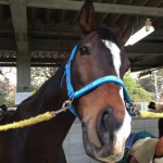 乗馬クラブで反対駈歩の練習をしました(大阪府茨木市/N様)