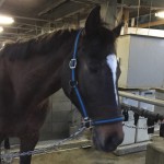 乗馬クラブで障害の飛越レッスンを行いました(大阪府大阪市/A様)
