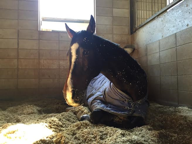 乗馬クラブで移行の練習を行いました（大阪府大阪市/Ｎ様）
