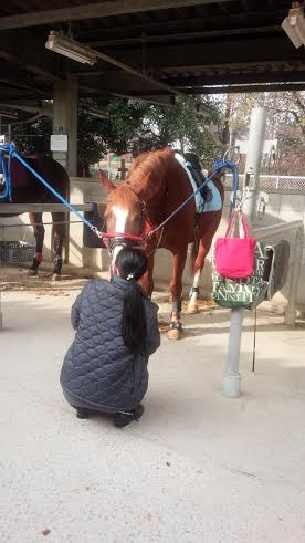 乗馬クラブで癒されました（大阪府大阪市/Ｈ様）