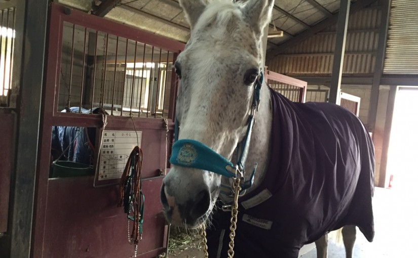 乗馬クラブでファーストレッスンを行いました（大阪府大阪市/Ｍ様）