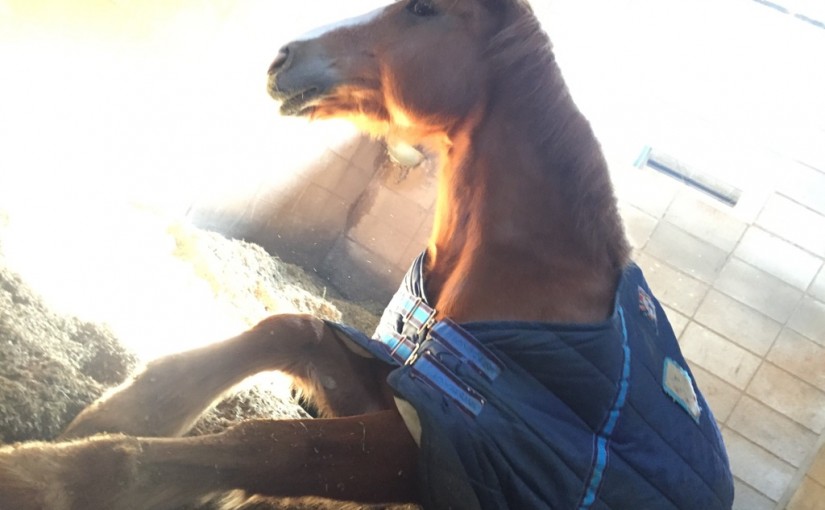 乗馬クラブでノービスレッスンを行いました（大阪府大阪市/Ｋ様）