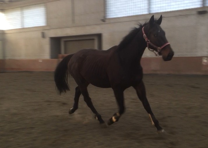 乗馬クラブで馬匹の放牧を行いました