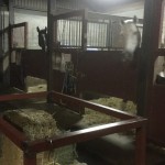 乗馬クラブで夜飼をつけました(大阪府大阪市/武内)