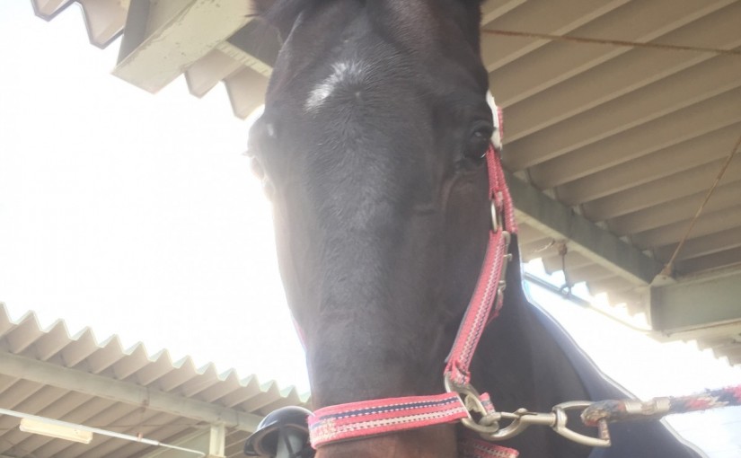 乗馬クラブで馬の運動を行いました(大阪府守口市/鶴見緑地乗馬苑)