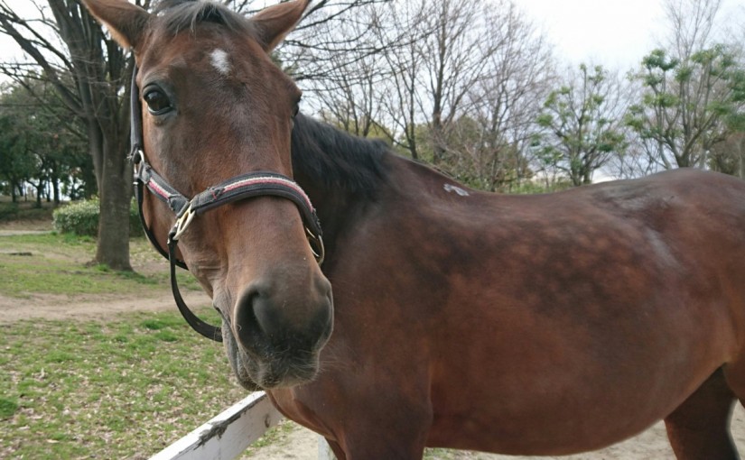 乗馬クラブでニューメンバーミーツを行いました（大阪府/鶴見緑地乗馬苑）