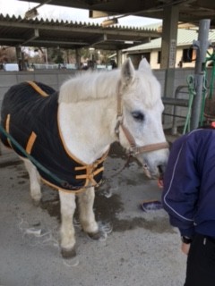 乗馬クラブでビギナーレッスンを行いました（大阪府大阪市/S様）