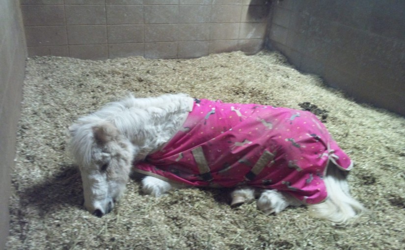 乗馬クラブで馬房掃除をしました