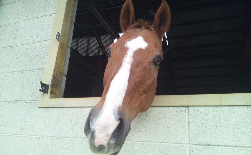 乗馬クラブでポニーの曳馬をしました