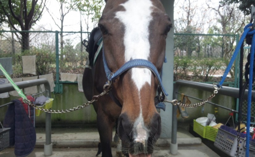 乗馬クラブでファーストレッスンを行いました（大阪府大阪市/N様）