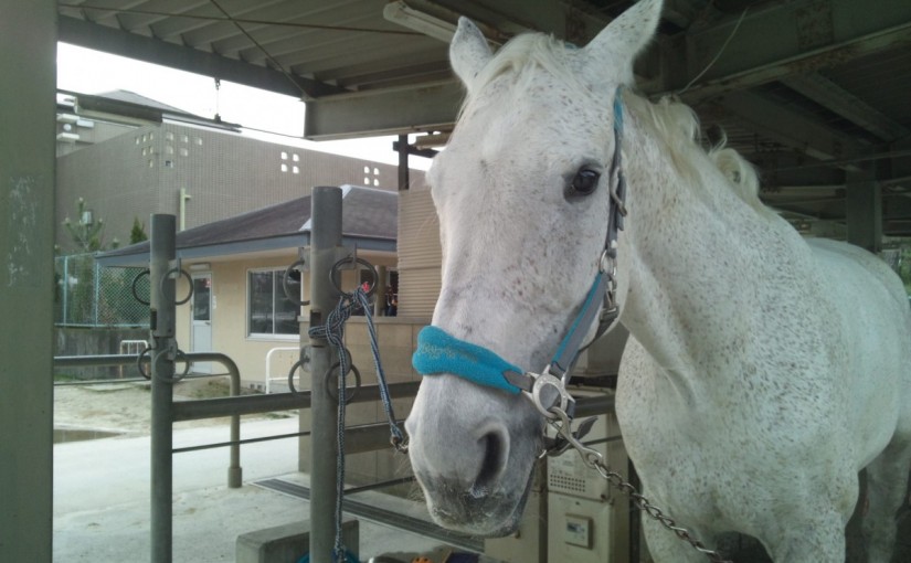 乗馬クラブでビギナーレッスンを行いました（大阪府大阪市/M様）