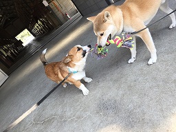 乗馬クラブで体験乗馬を行いました（大阪府茨木市/）