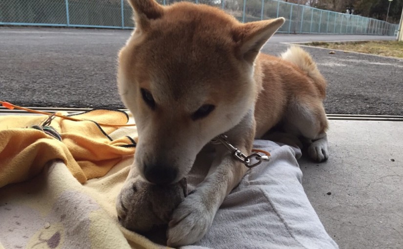 乗馬クラブでエンジョイコースのレッスンを行いました（大阪府大阪市/Ｋ様）