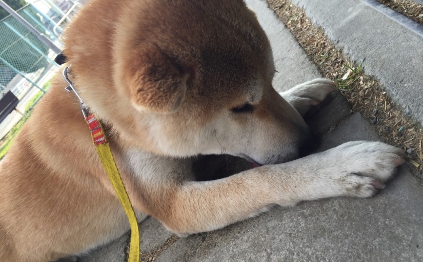乗馬クラブでエンジョイコースレッスンを行いました（大阪府大阪市/Ｎ様）