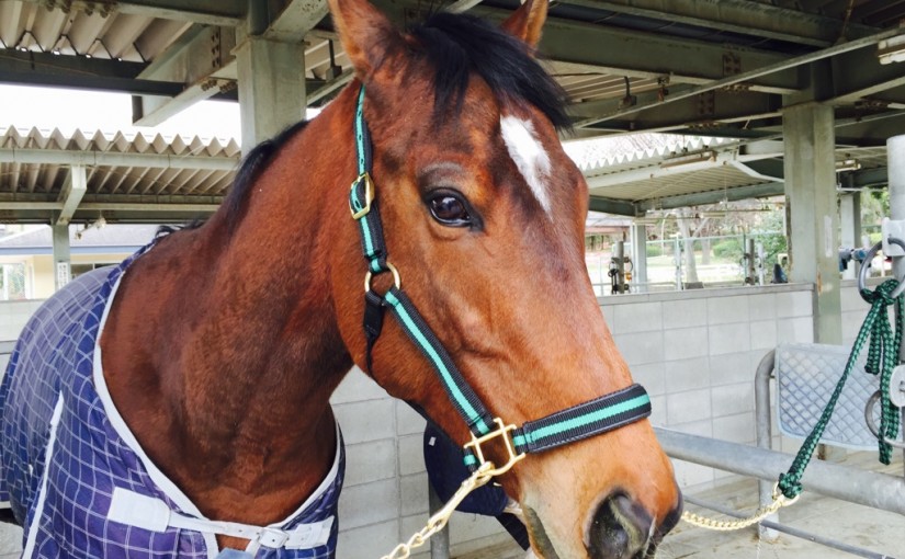 乗馬クラブでエンジョイコースのレッスンを行いました（大阪府吹田市/Ｎ様）