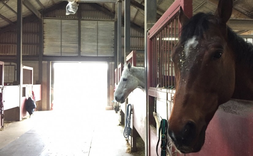 乗馬クラブで厩舎作業を行いました