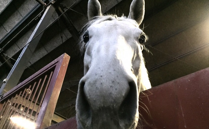 乗馬クラブでエンジョイコースのレッスンをしました（大阪府大阪市/Ｍ様）