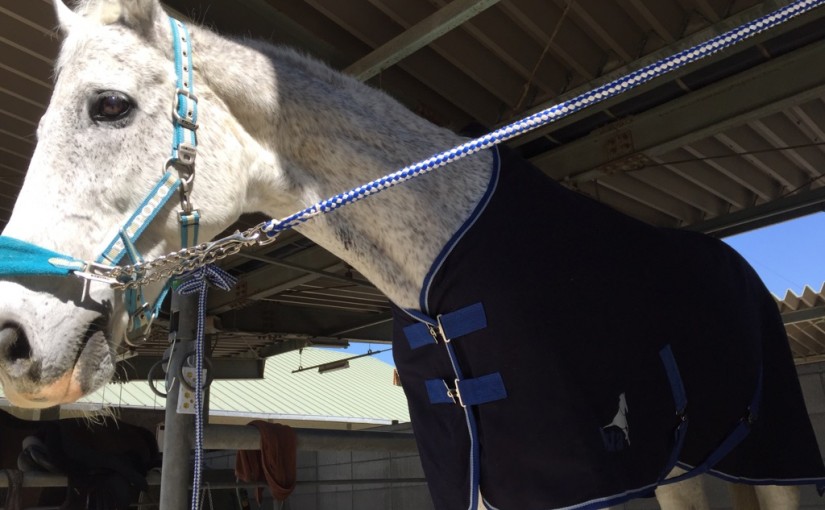セサミに新しい薄馬着が届きました（大阪府/鶴見緑地乗馬苑）