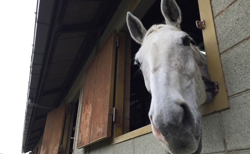 乗馬クラブで体験乗馬を行いました（大阪府大阪市/Ｗ様）