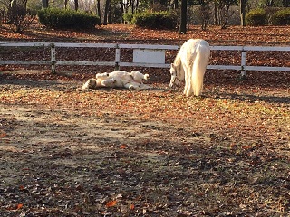 乗馬クラブでエンジョイコースのレッスンを行いました(大阪府大阪市/Ｎ様)