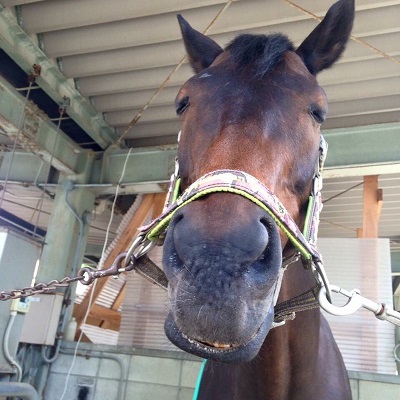 乗馬クラブでエンジョイコースのレッスンを行いました（大阪府大阪市/Ｎ様）