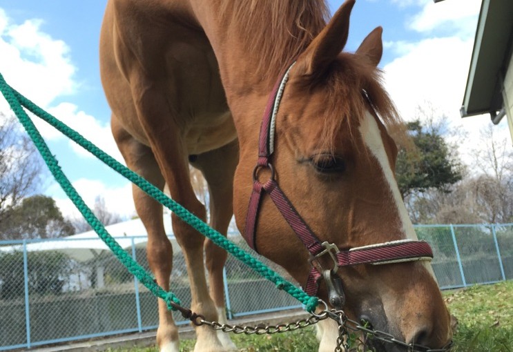 乗馬クラブで体験乗馬を行いました（大阪府大阪市/Ｓ様）