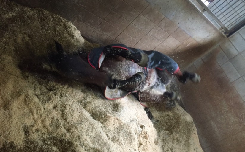 乗馬クラブでファーストレッスンを行いました（大阪府大阪市/Ｙ様）