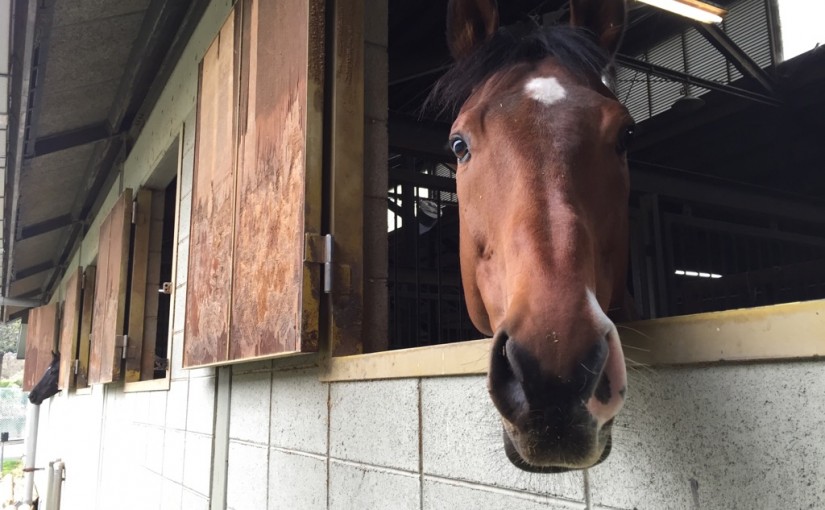 乗馬クラブでエンジョイコースのレッスンを行いました（大阪府大阪市/Ｏ様）