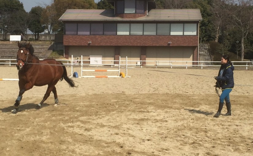 乗馬クラブで調馬索の練習を行いました(大阪府守口市/鶴見緑地乗馬苑)