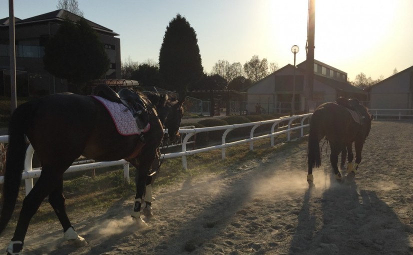 乗馬クラブで馬場レッスンを行いました(大阪府大阪市/M様)