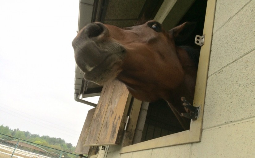 乗馬クラブの雨の日の１コマ。【大阪市／鶴見緑地乗馬苑】