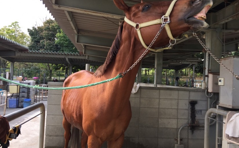 乗馬クラブで馬を洗いました（大阪府/鶴見緑地乗馬苑）